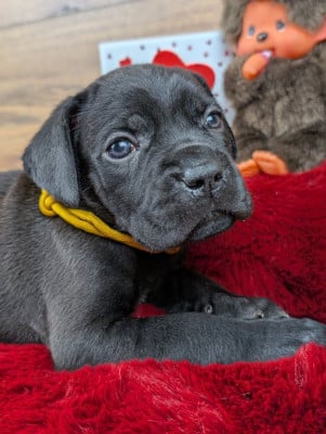Les chiots de Cane Corso