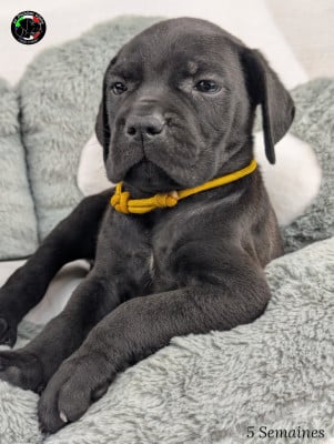 Les chiots de Cane Corso