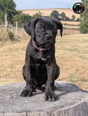 Les chiots de Cane Corso