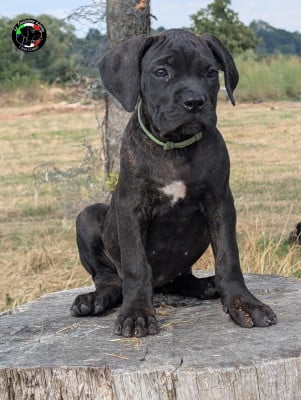 Les chiots de Cane Corso