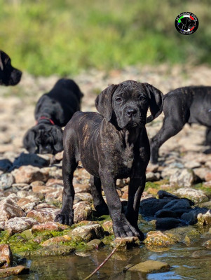 Les chiots de Cane Corso
