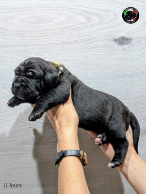 Les chiots de Cane Corso