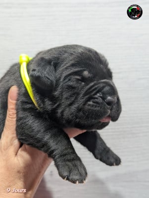 Les chiots de Cane Corso