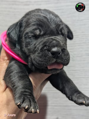 Les chiots de Cane Corso