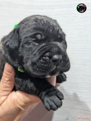 Les chiots de Cane Corso