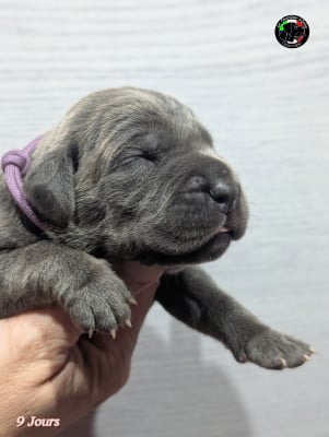 Les chiots de Cane Corso