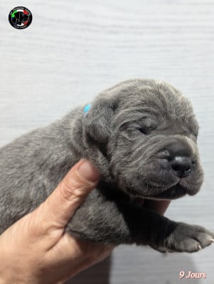 Les chiots de Cane Corso