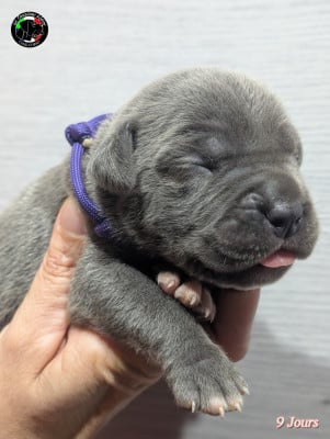 Les chiots de Cane Corso