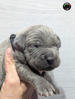 Les chiots de Cane Corso
