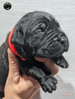 Les chiots de Cane Corso