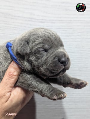 Les chiots de Cane Corso