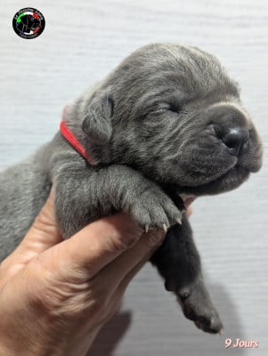 Les chiots de Cane Corso