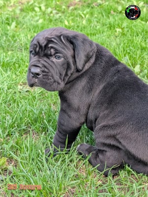 Les chiots de Cane Corso