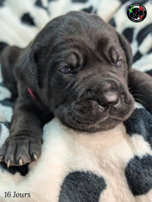 Les chiots de Cane Corso