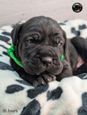 Les chiots de Cane Corso