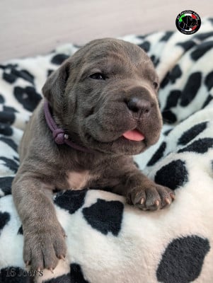 Les chiots de Cane Corso