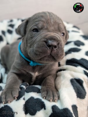 Les chiots de Cane Corso