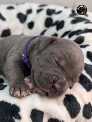 Les chiots de Cane Corso