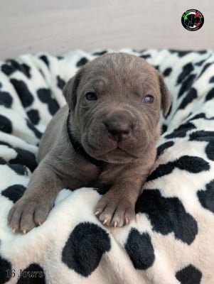 Les chiots de Cane Corso