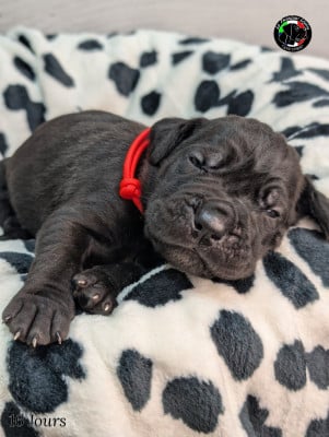 Les chiots de Cane Corso