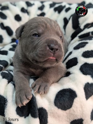Les chiots de Cane Corso