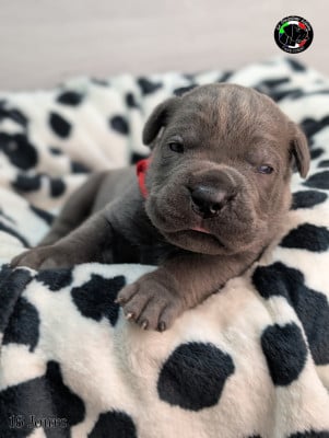 Les chiots de Cane Corso
