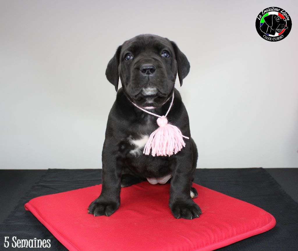 Chiot Cane Corso, femelle disponible en Pays de la Loire