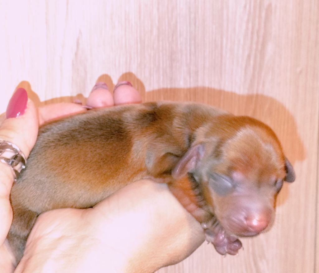 Chiot Teckel poil ras, mâle disponible en Provence Alpes