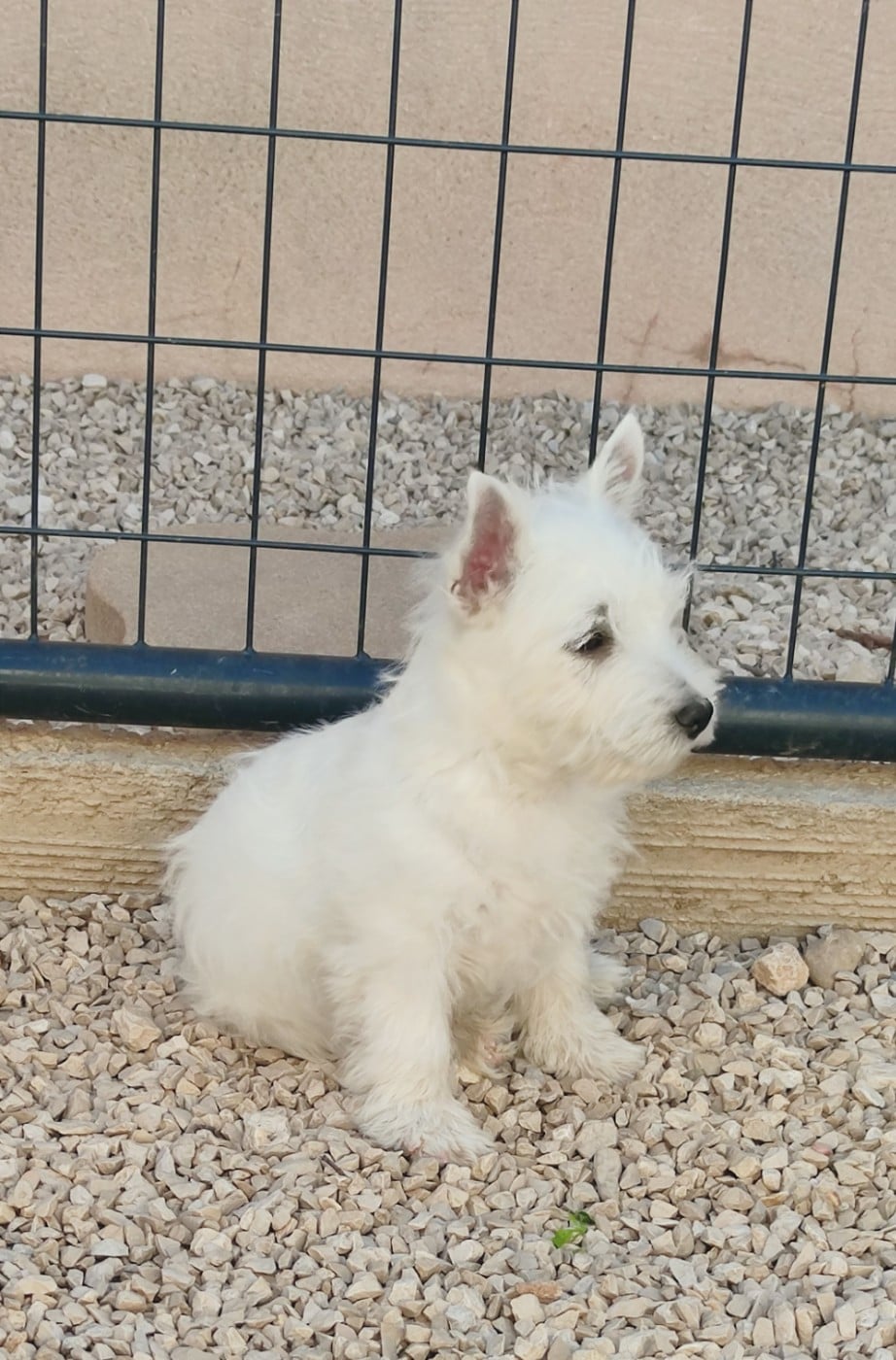 West Highland White Terrier - (Sans Affixe)
