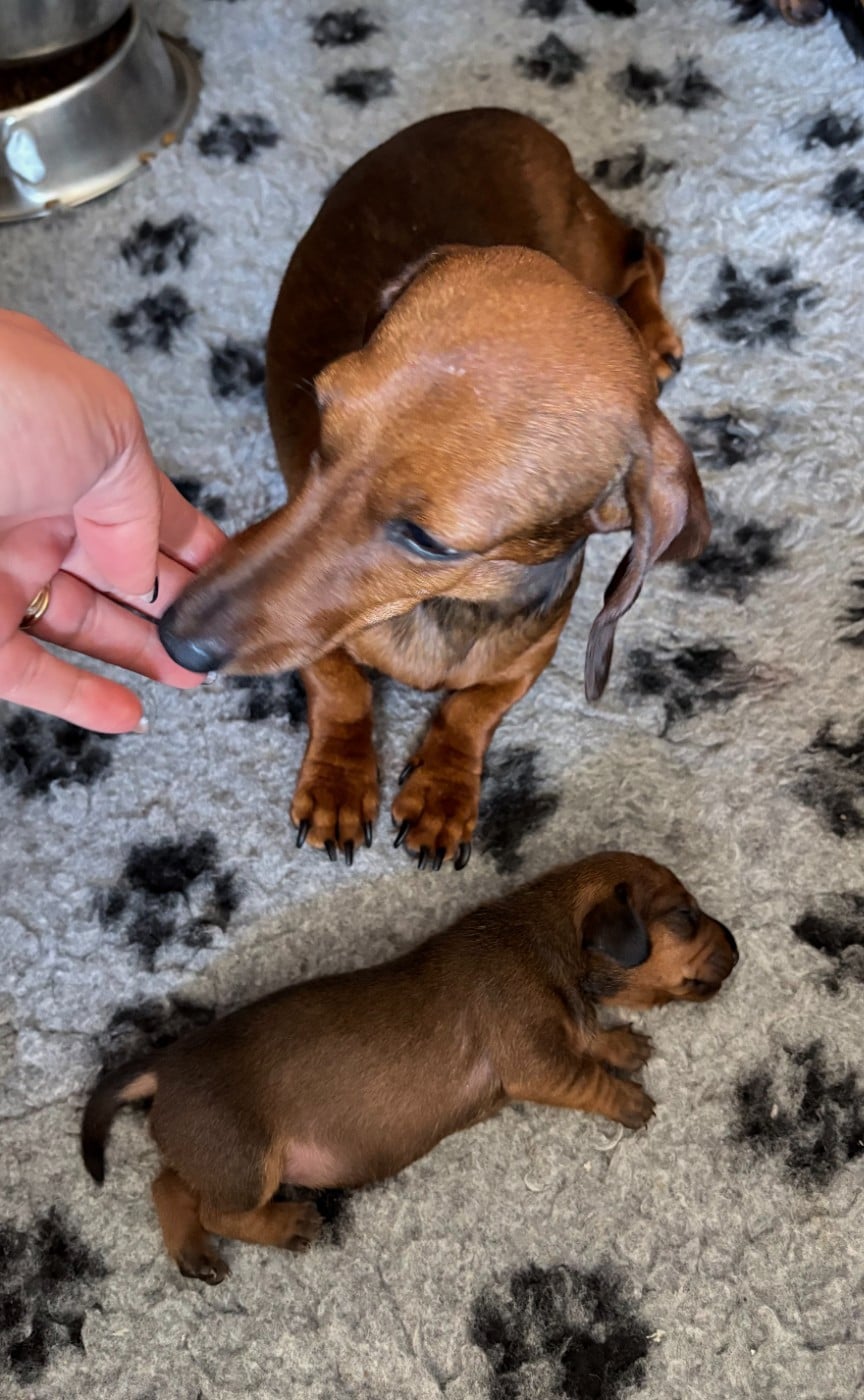 Chiot nain femelle de couleur fauve