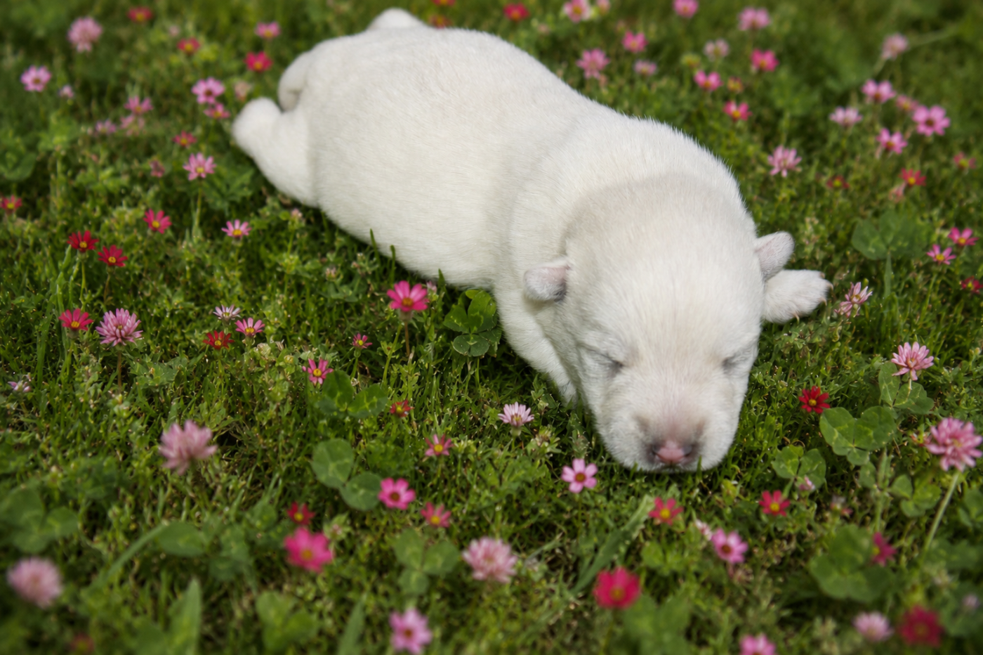 Balto - West Highland White Terrier