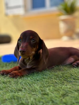 Les chiots de Teckel poil ras