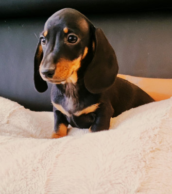 Les chiots de Teckel poil ras