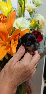 Les chiots de Teckel poil ras