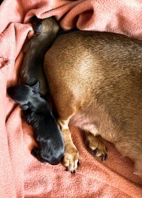 Les chiots de Teckel poil ras