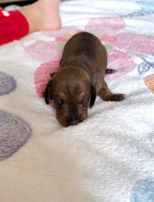 Les chiots de Teckel poil ras
