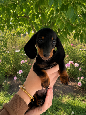 Les chiots de Teckel poil ras