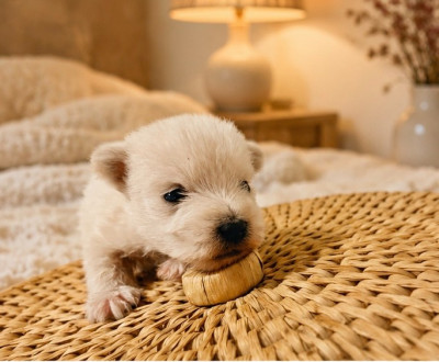 Les chiots de West Highland White Terrier