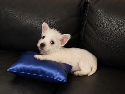 Les chiots de West Highland White Terrier