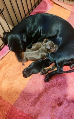 Les chiots de Teckel poil ras