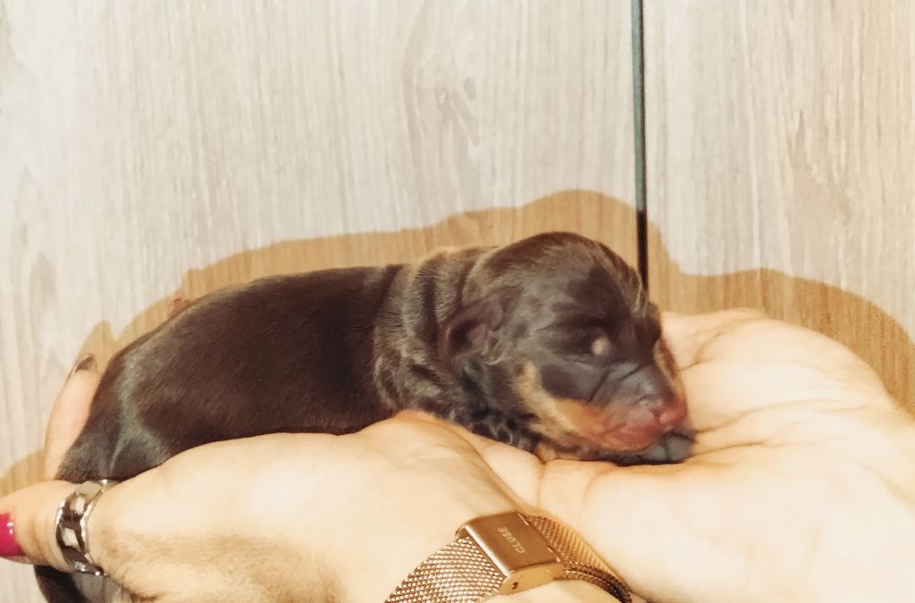 Chiot Teckel poil ras, mâle disponible en Provence Alpes