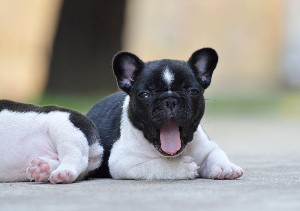 CH. budbulls Coco mademoiselle