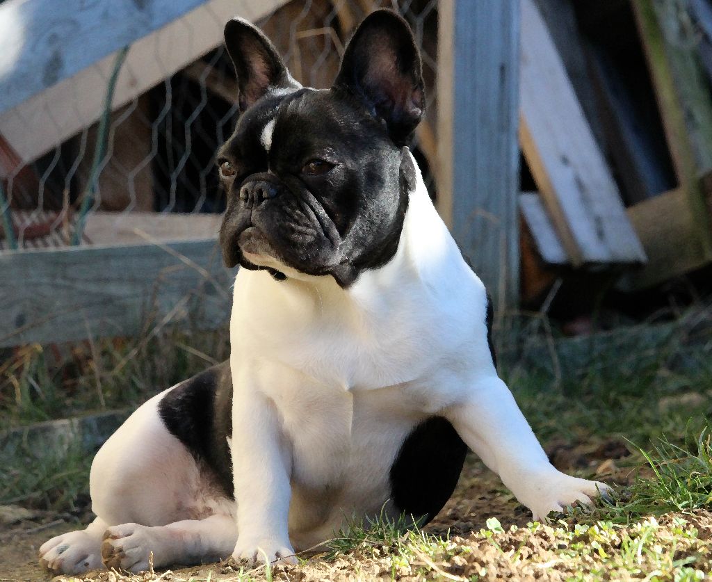 CH. budbulls Coco mademoiselle