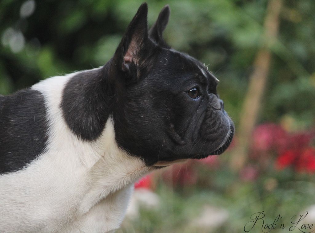 CH. budbulls Coco mademoiselle