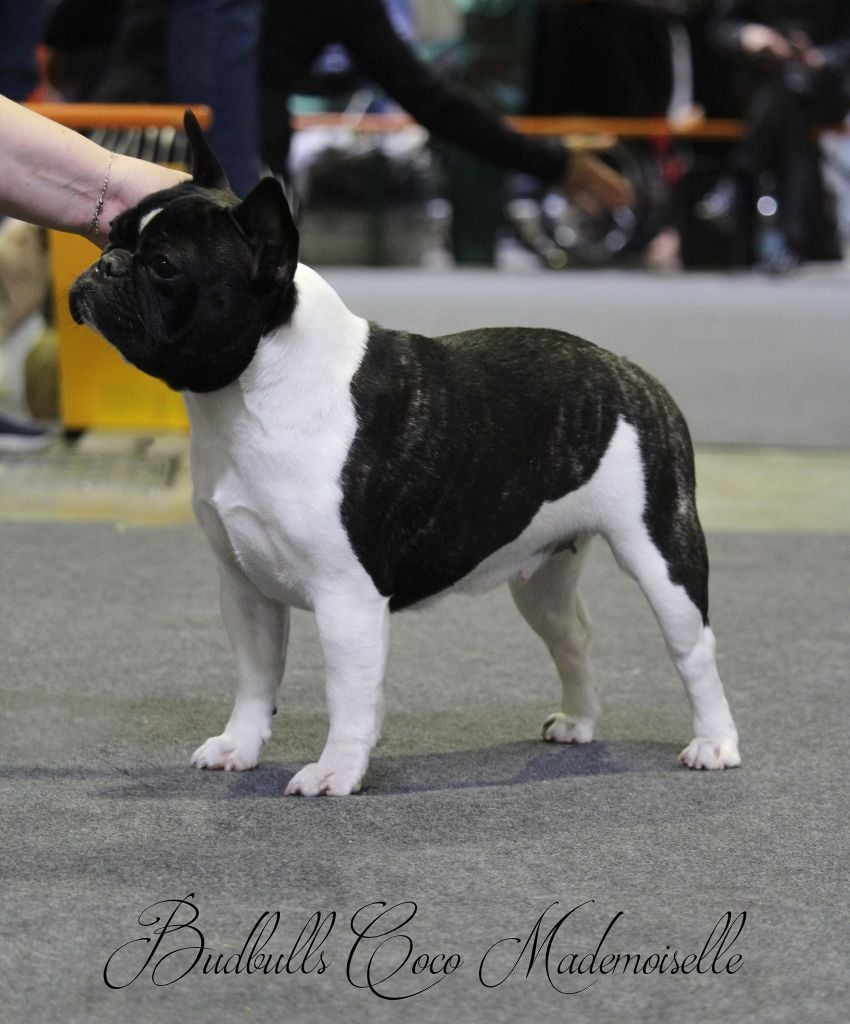 CH. budbulls Coco mademoiselle