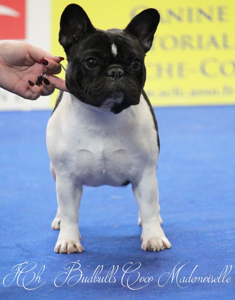 CH. budbulls Coco mademoiselle