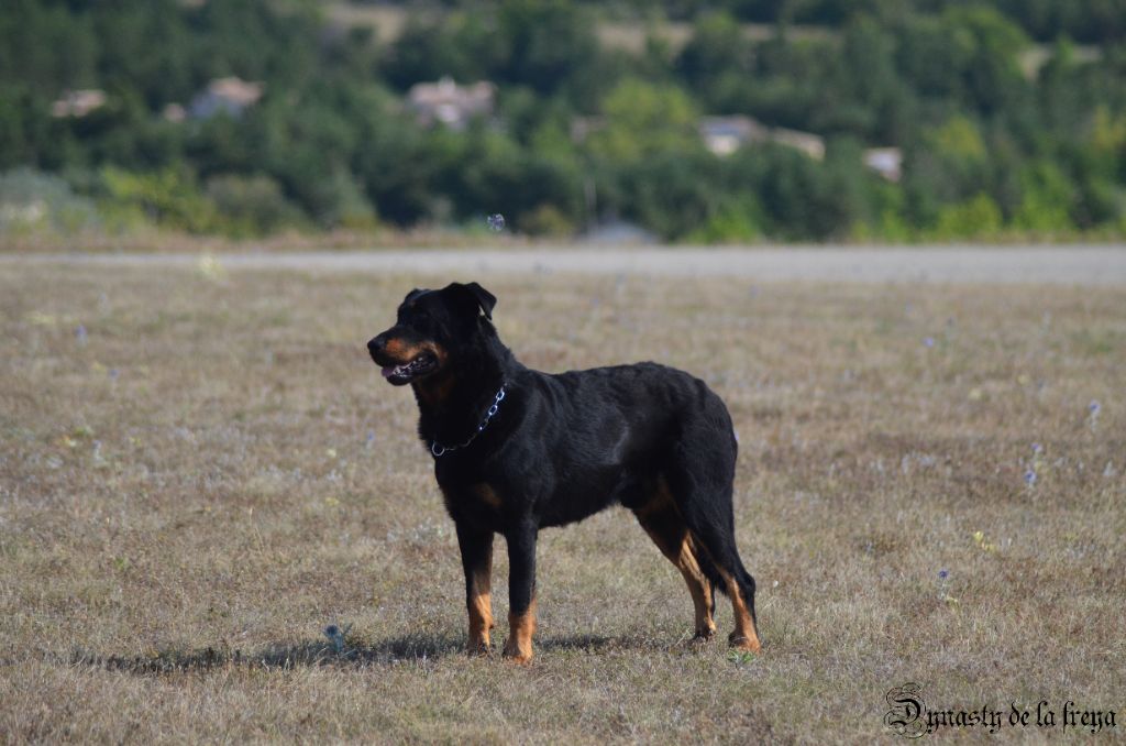 Publication : De La Dynasty De La Freya Auteur : EM