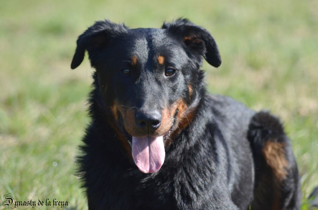 Publication : De La Dynasty De La Freya Auteur : EM