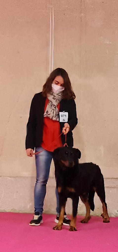 Normand De La Dynasty De La Freya - 3 EME EXCELLENT