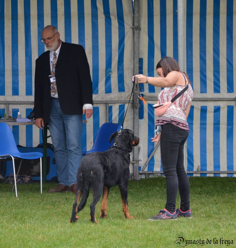 Normand De La Dynasty De La Freya - 1er classe jeune et MEILLEUR mâle de la journée